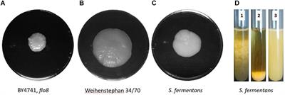 Expansion of a Telomeric FLO/ALS-Like Sequence Gene Family in Saccharomycopsis fermentans